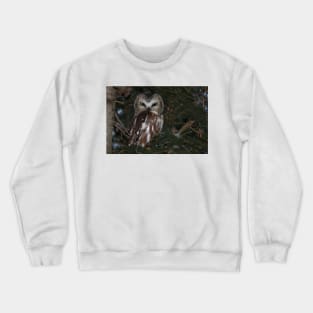 Saw-whet Owl Crewneck Sweatshirt